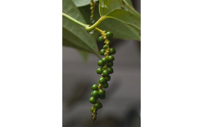 Wild black pepper, Piper nigrum