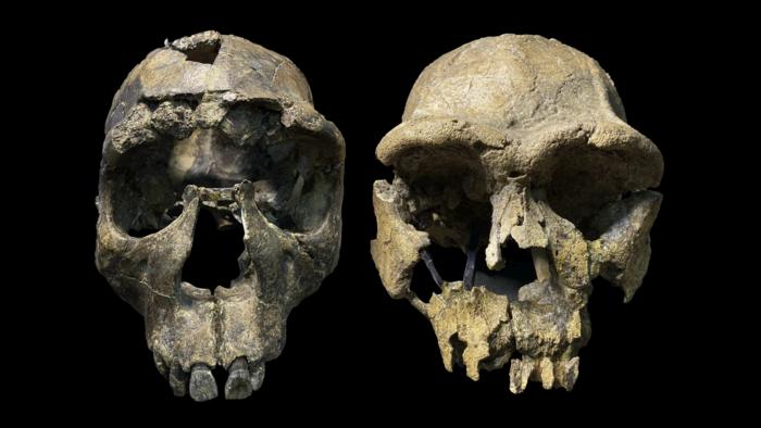 Homo erectus crania from the Turkana Rift. Left: WT 15000, 'Turkana Boy' from West Turkana. Right: ER 3733 from East Turkana