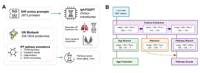 Deep-Learning-Modelle zur Erforschung von IPF und fibrotischen Erkrankungen