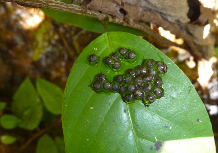 Nest