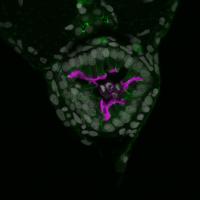 Stained Gut Lumen