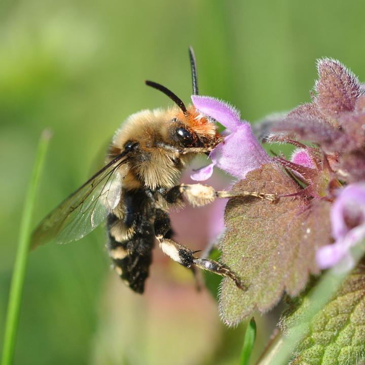 Cuckoo Bee
