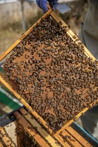 One of the Oxford Bee Lab's hives. Credit: Caroline Wood