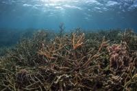 Staghorn Coral (1 of 2)