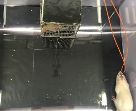 How Stress Takes a Physical Toll, Explained in Neural Circuits (2 of 2)