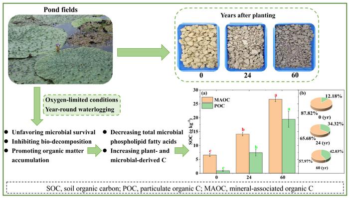 Unveiling carbon dynamics in year-round waterlogged pond fields: insights into soil organic carbon accumulation and sustainable management