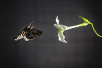<i>Manduca sexta</i> Matching Flower (1 of 2)