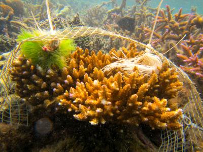 Corals Signal to Gobies, 'Come Clean Me!' (5 of 9)