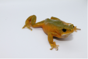 Small orange frog