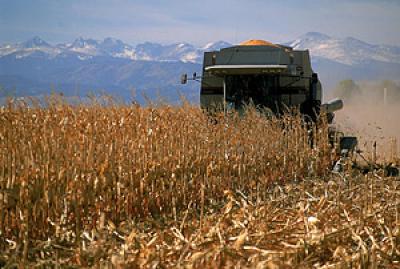 Heating up the Biofuels Harvest