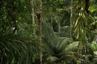 Amazon Tree Climbing (2 of 2)
