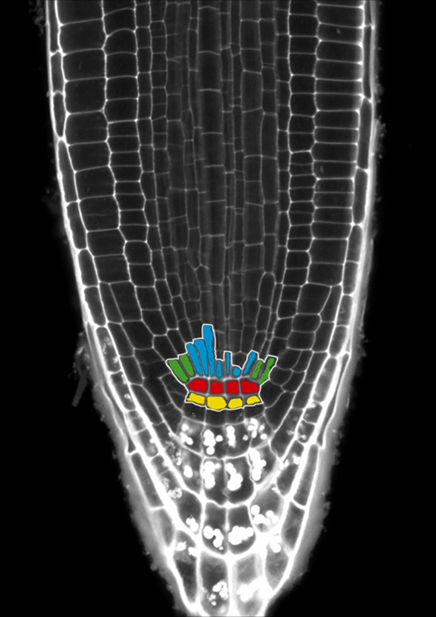 Arabidopsis Root