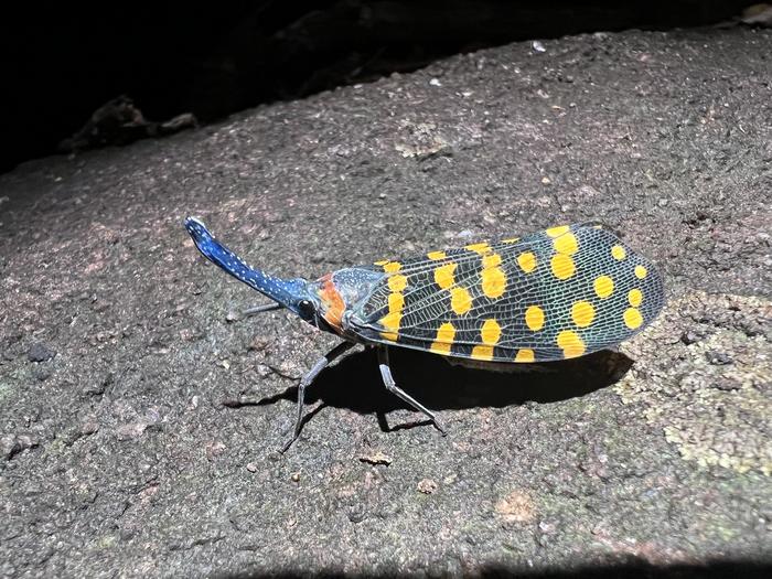 Indian lanternfly