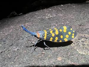 Indian lanternfly