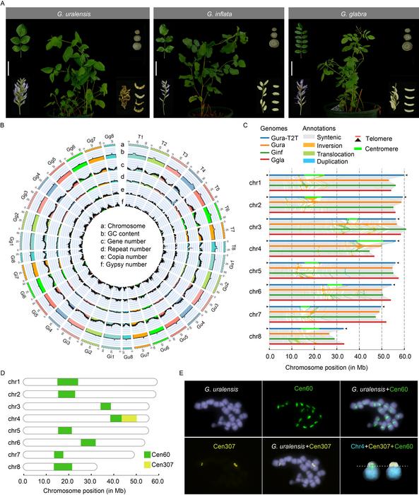 Assembly and genome characteristics of three Glycyrrhiza species