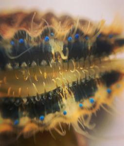 Bay Scallop Close Up