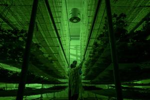 Inside the cannabis lab.