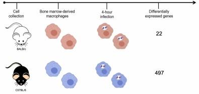 Genes Activated when Mice Resistant to Leishmania Are Infected