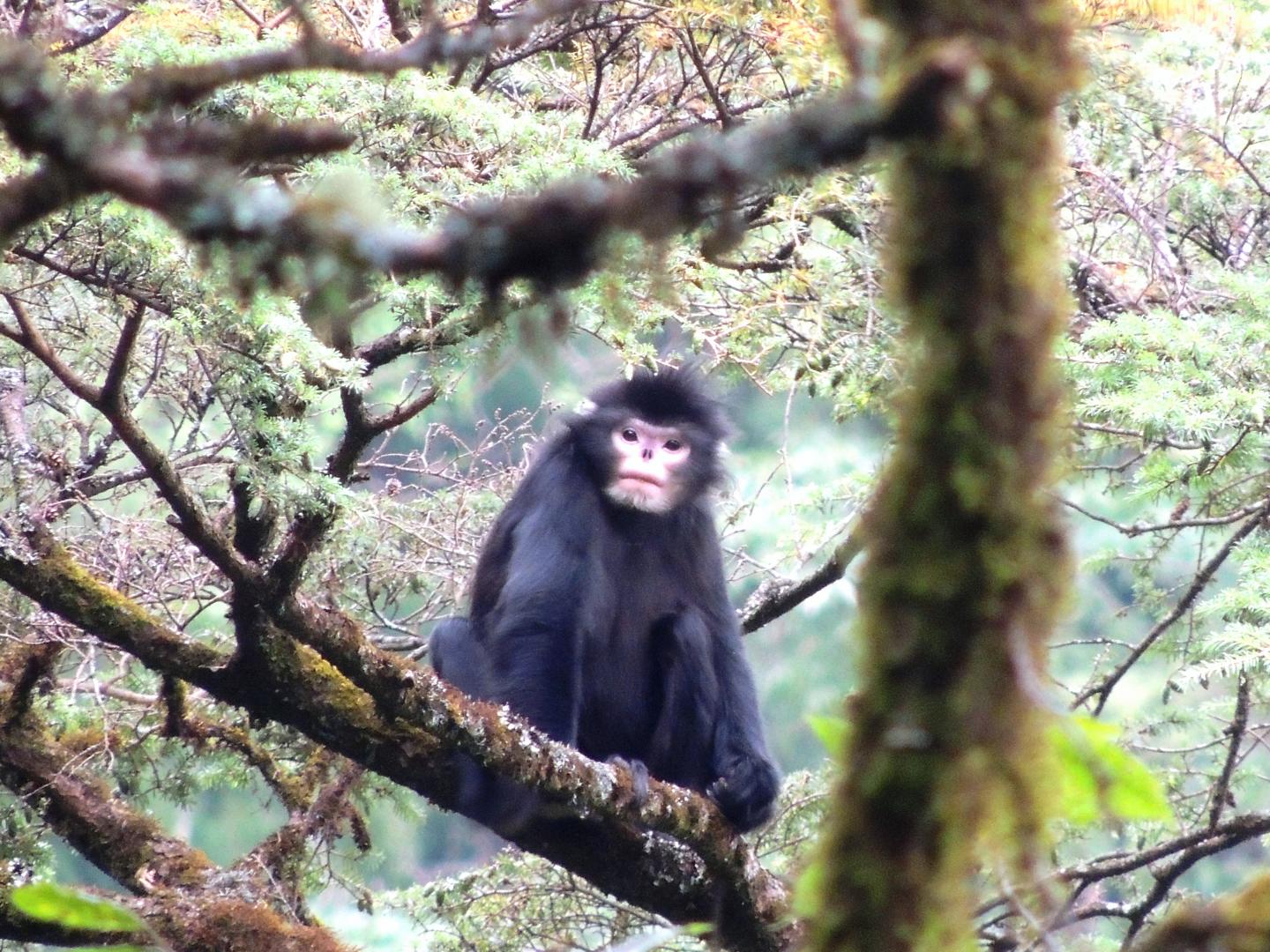 Myanmar Snub-Nosed Monkey (1 of 2)