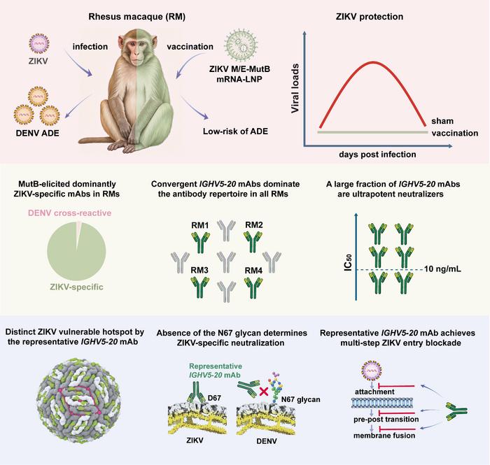 The fusion-loop-engineered Zika vaccine achieves protection in macaques and abolishes ADE risk