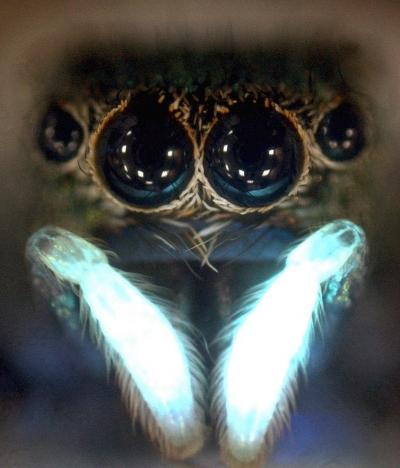 UV Light Critical to Spider Courtship
