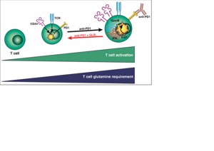 Graphical Abstract