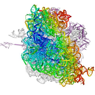 Ribosome