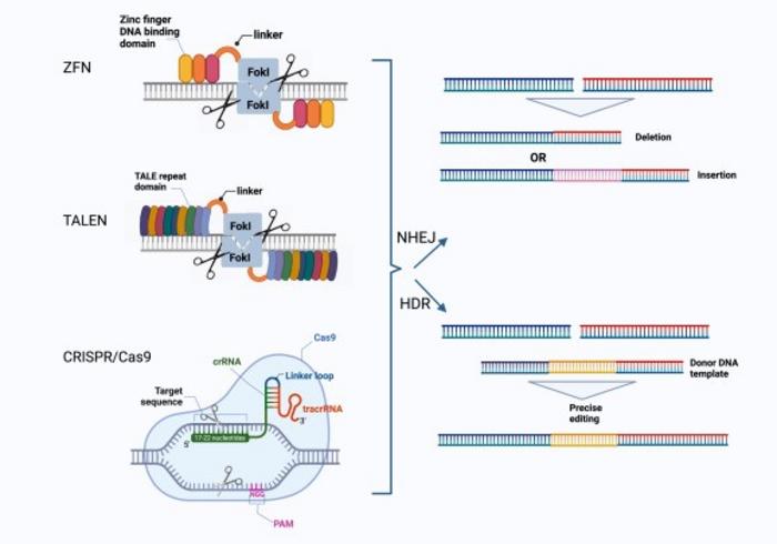 DSBs and DSB repair mechanisms using common genome editing platforms (ZFN, TALEN, and CRISPR/Cas9).