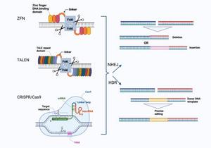 DSBs and DSB repair mechanisms using common genome editing platforms (ZFN, TALEN, and CRISPR/Cas9).
