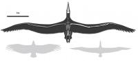 Line Drawing, <I>Pelagornis sandersi</I>