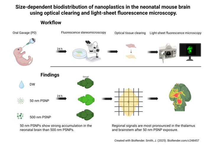 Workflow and Key Findings of Size-Dependent Nanoplastic Distribution in the Neonatal Mouse Brain