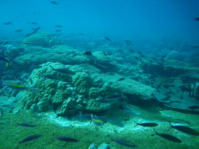 Underwater Coral