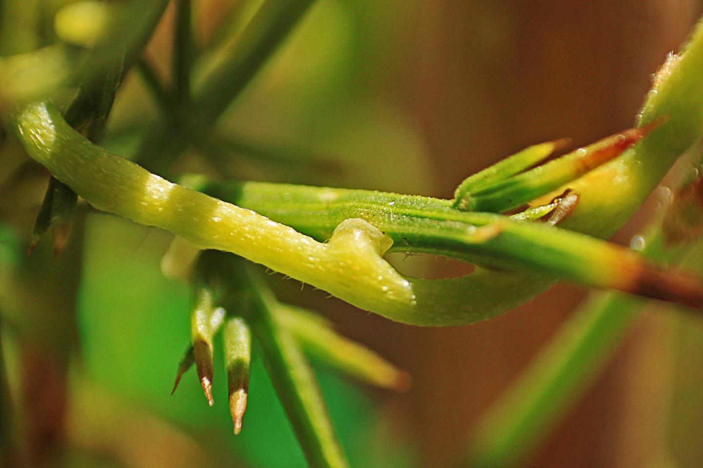 Close Up of <i>Cassytha</i> on Gorse