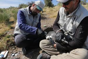 Researchers deploy band on penguin