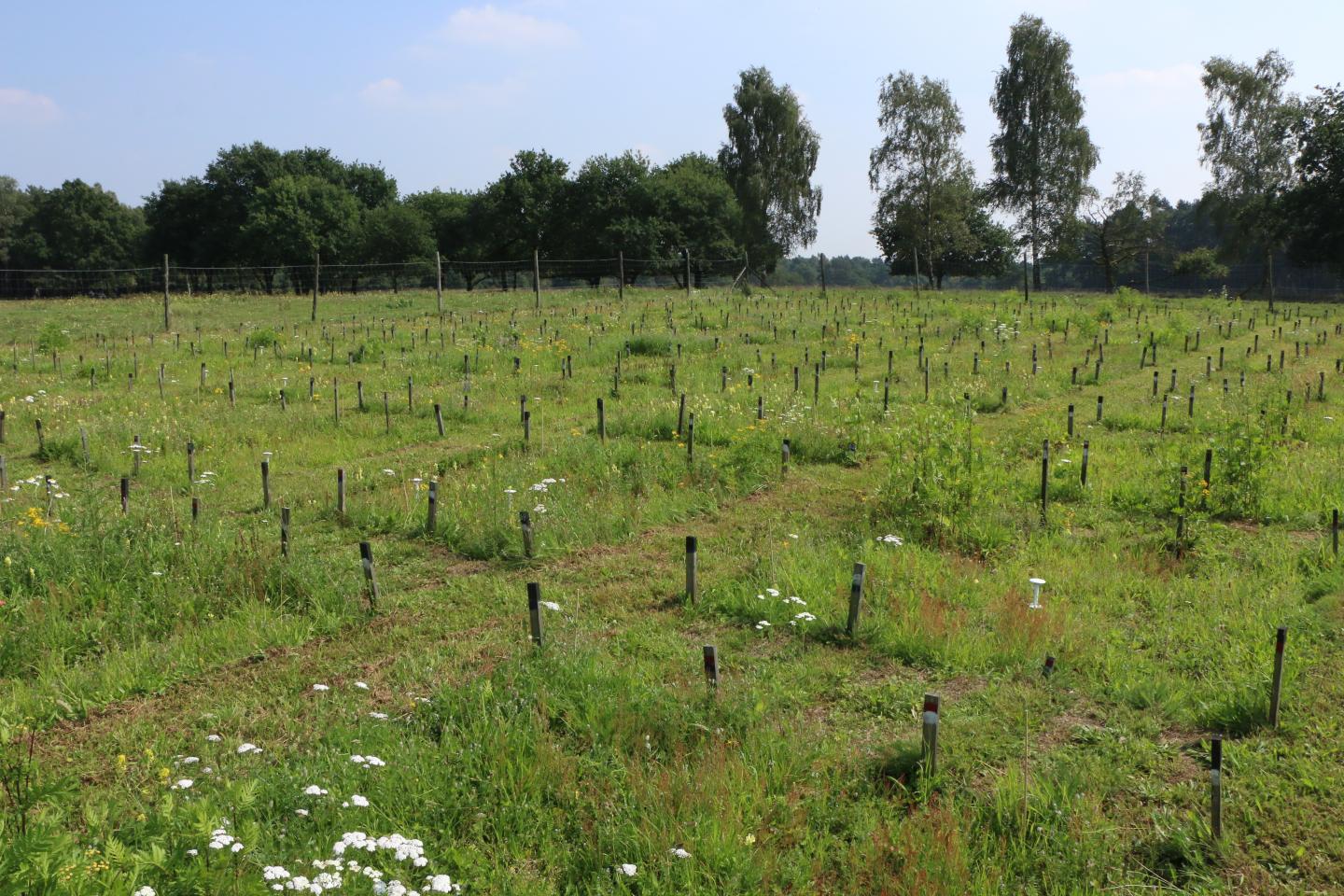 Soil Full of Plant Legacies