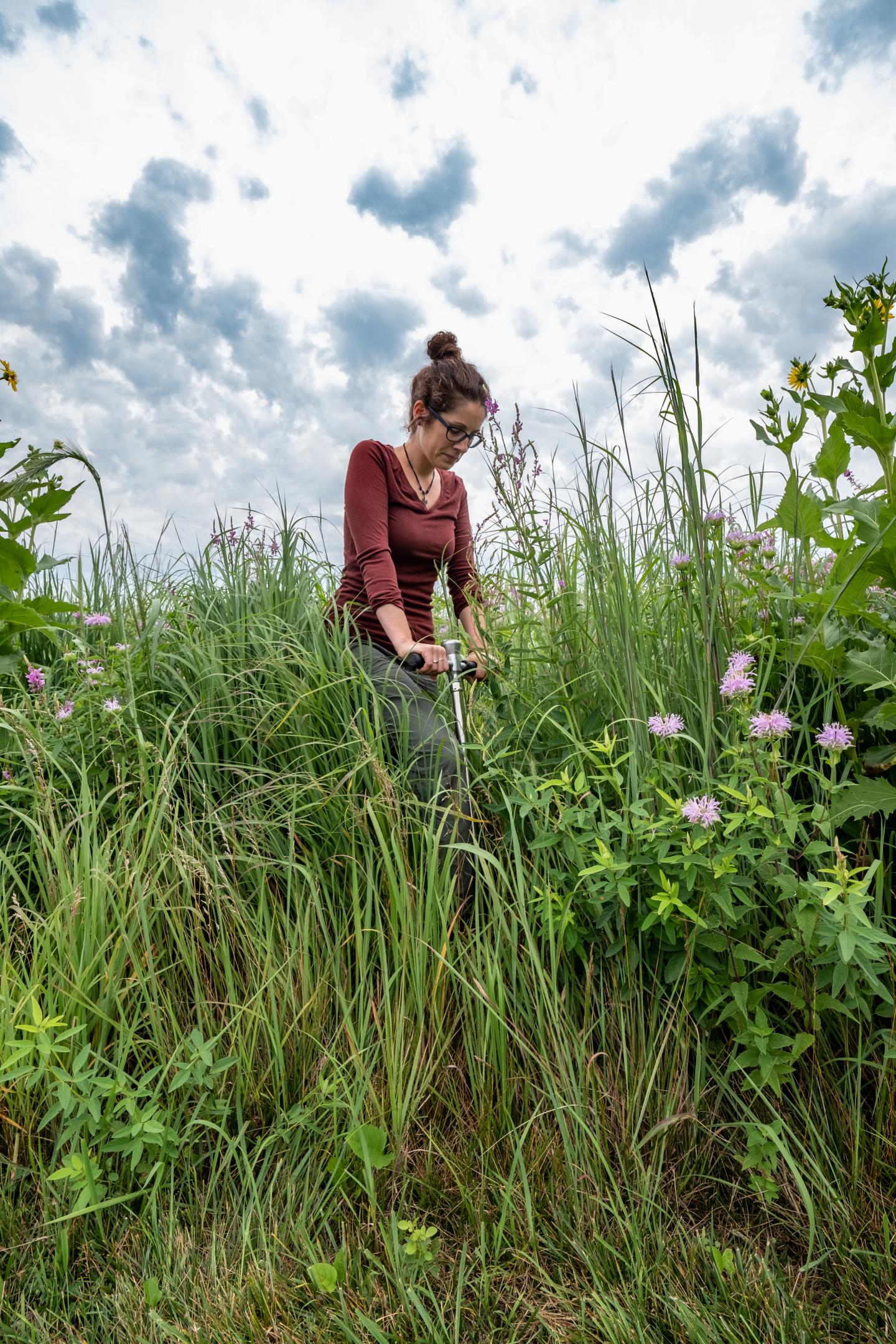 Switchgrass Variety Trials at MSU's Kellogg Biological