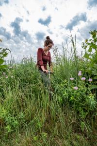 Switchgrass Variety Trials at MSU's Kellogg Biological