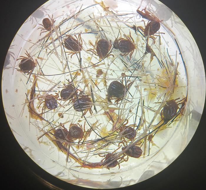 Adult ticks attached and feeding on the membrane surface