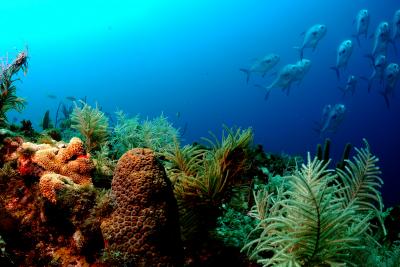 Marine Life in the Florida Keys