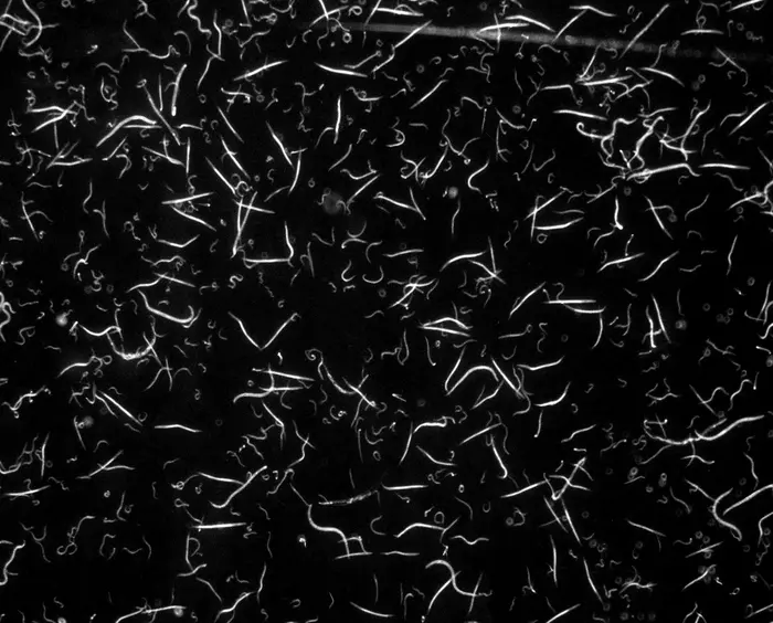 Nematodes as model organisms