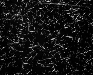 Nematodes as model organisms