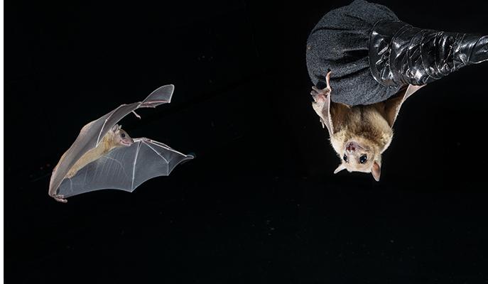 Bats