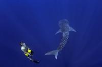 Whale Shark and Diver