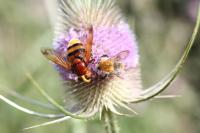 Crop Pollination