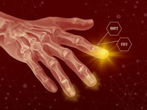 Tissue regeneration