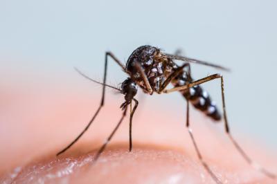 Asian Tiger Mosquito