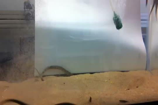 Lamprey Swimming in Tank