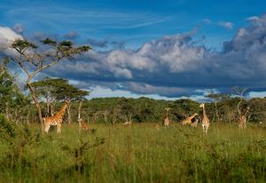 Grassland