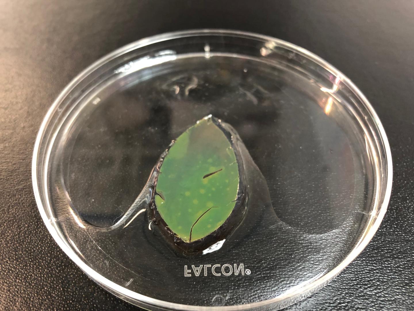 Green Sample of the Smart Skin