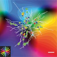 Response Properties of Orientation-Selective Synaptic Inputs to Neurons in the Ferret Visual Cortex
